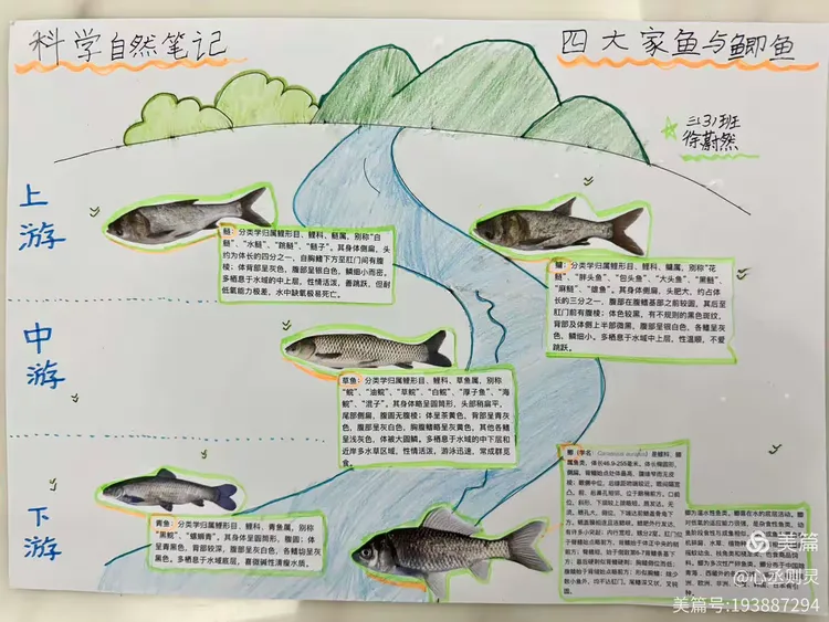 《科学自然笔记—四大家鱼与鲫鱼》惠小三